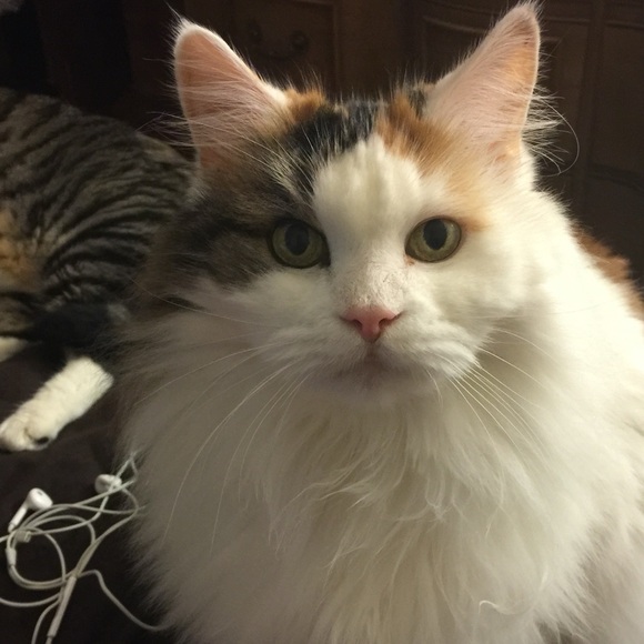 Meet your Posher, • Jay - Picture 2 of 2